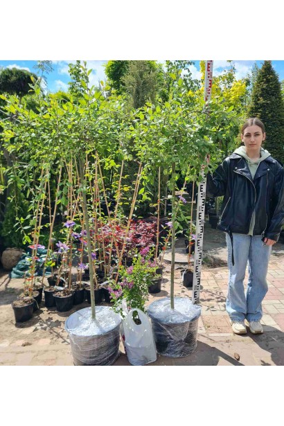 Верба козяча Кілмарнок - ШТАМБ_5-15л/вис.130-140см/Ø30-40см/ШТАМБ 120см/обхват 4-6см 